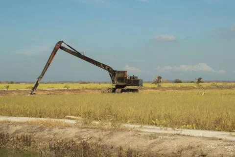 Paddy field Foto stock