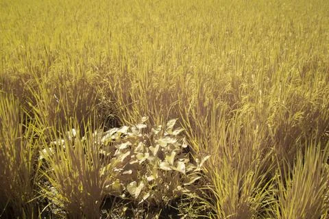 Paddy field Foto stock