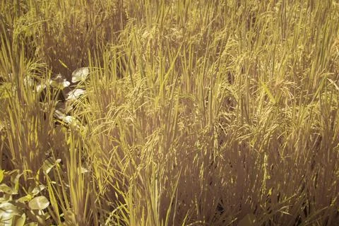 Paddy field Foto stock
