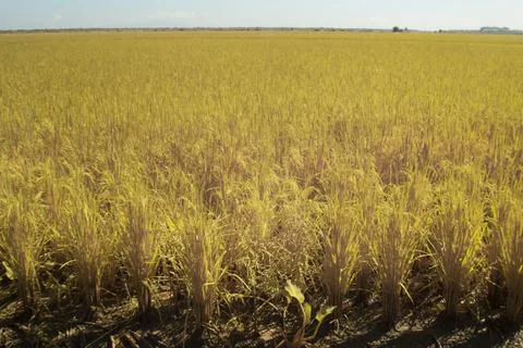 Paddy field Stock Photos
