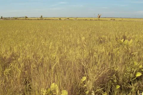 Paddy field Stock Photos