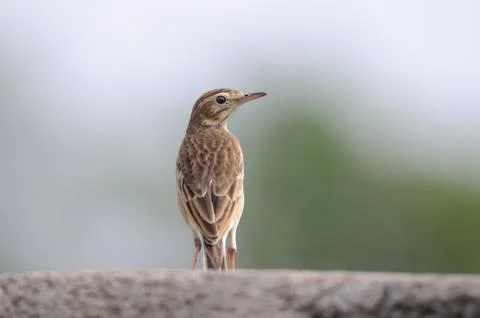 Paddy Field Pipit Stock Photos