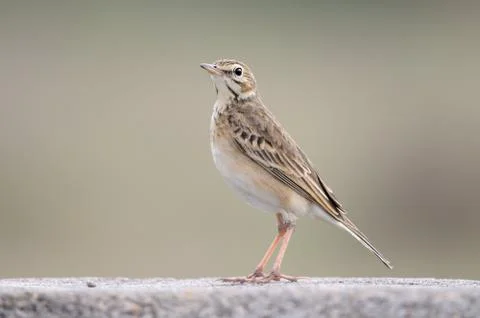 Paddy Field Pipit Stock Photos