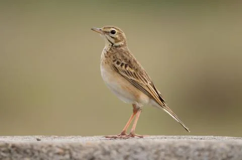 Paddy Field Pipit Stock Photos
