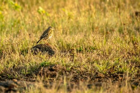 Paddy field Pipit Stock-Fotos