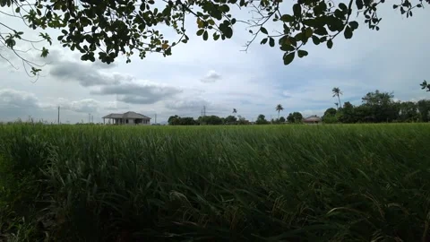 Paddy field, rice tree, Oryza sativa at Kepala Batas, Penang Stock Footage 210039876