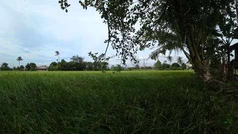 Paddy field, rice tree, Oryza sativa, at Kepala Batas, Penang Stock Footage 210040309