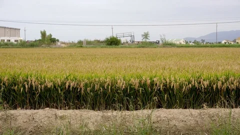 Paddy field, ripe and ready to be harvested, yellow, brown and green Stock Footage 103158488