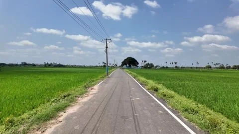 Paddy Field on the Road Side Stock Footage 263879733