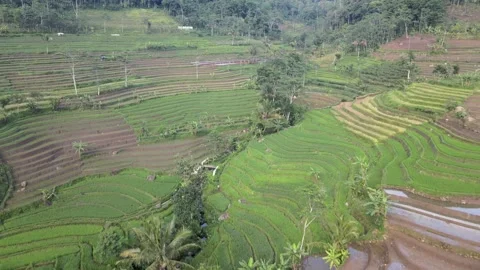 Paddy Field - Selogriyo Video stock 146695510