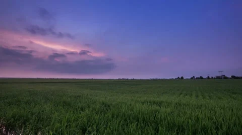 Paddy Field Sunrise Video stock 38848494