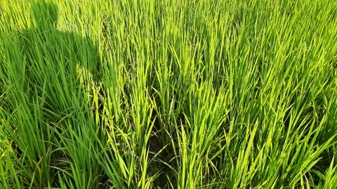 Paddy field swaying in the wind. Stock Footage 143406855