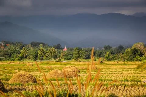 Paddy Field with Temple Stock Photos