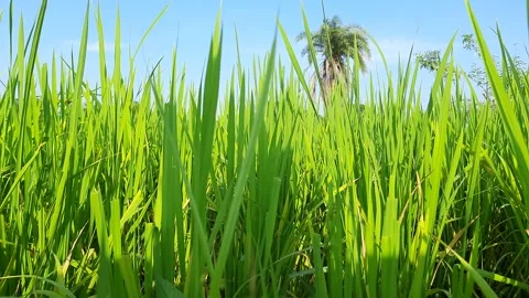 Paddy field under blue sky. Stock Footage 143406858