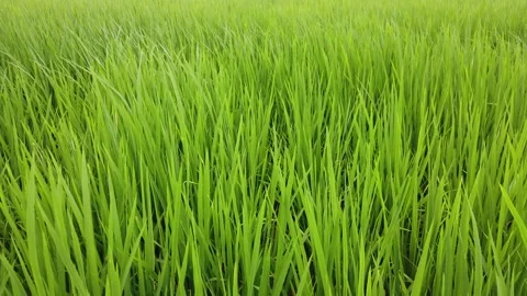 Paddy field under blue sky. Paddy, Organic Agriculture,Ears Of Rice In The Field Stock Footage 147000792