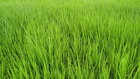 Paddy field under blue sky. Paddy, Organic Agriculture,Ears Of Rice In The Field Stock Footage 147001006