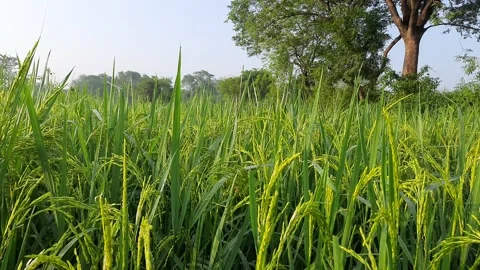 Paddy field under blue sky. Stock Footage 162678310