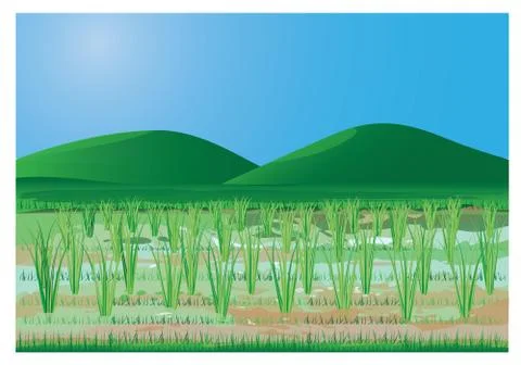 Paddy field vector design Stock Illustration