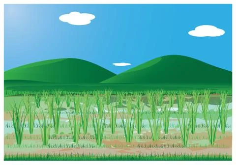 Paddy field vector design Stock Illustration