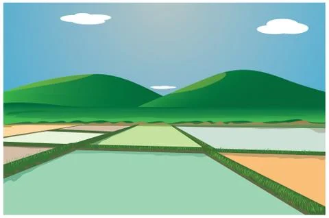 Paddy field vector design Stock Illustration