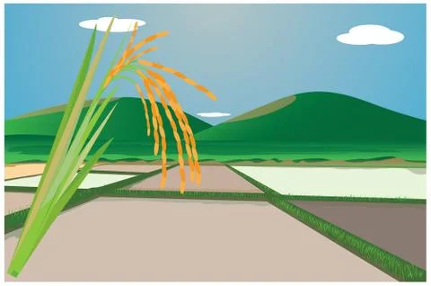 Paddy field vector design Stock Illustration