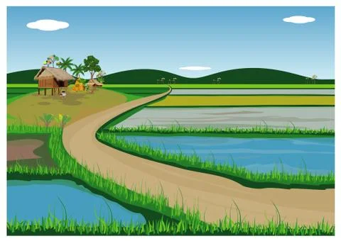 Paddy field vector design Stock Illustration