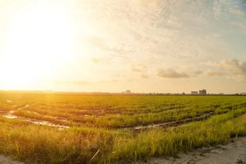 Paddy field view with background sunset Stock Photos