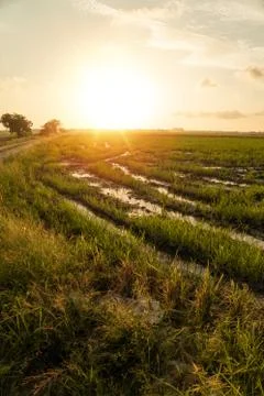 Paddy field view with background sunset Stock Photos
