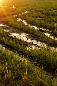 Paddy field view with background sunset Foto stock
