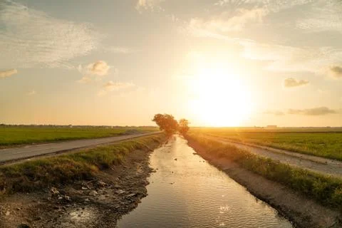 Paddy field view with background sunset Stock Photos