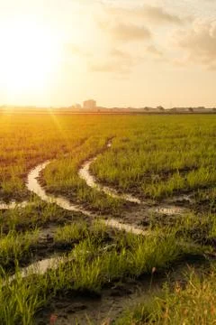 Paddy field view with background sunset Stock Photos