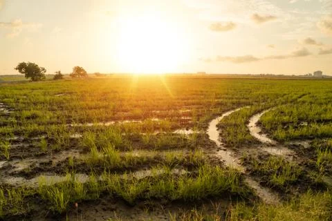 Paddy field view with background sunset Stock Photos