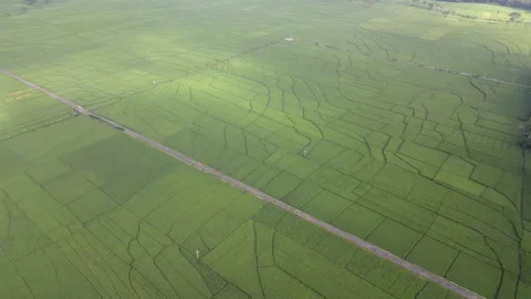 Paddy Field View by Drone Stock Footage 146568675