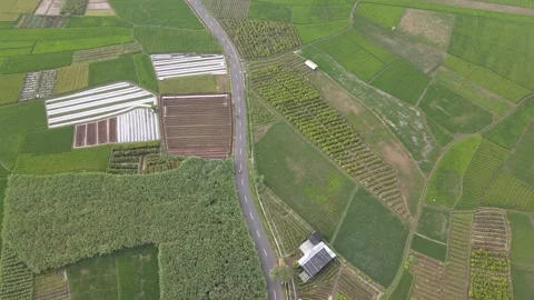 Paddy Field in Village Stock Footage 148305214