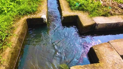 Paddy Field - Water Flowing - Orbiting Shot Stock Footage 262208708