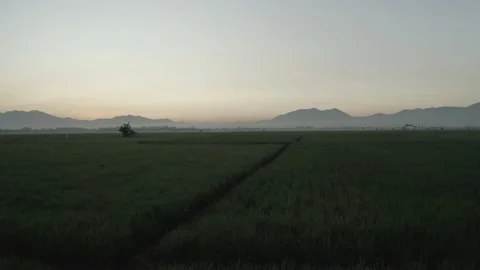 Paddy field at West Java, Indonesia Stock Footage 203839906