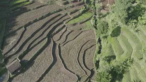 Paddy field at West Java Indonesia 動画素材 205473784