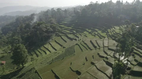 Paddy field West Java Indonesia Vídeo Stock 205474135