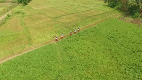Paddy Field Workers shot from a drone Stock Footage 248787893
