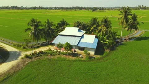 Paddy field_001 Stock Footage 171970394