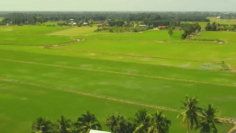 Paddy field_002 Stock Footage 171970388