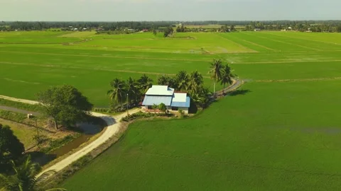 Paddy field_003 Stock Footage 171970395
