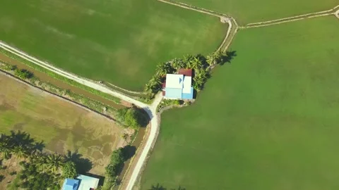 Paddy field_004 Stock Footage 171970416