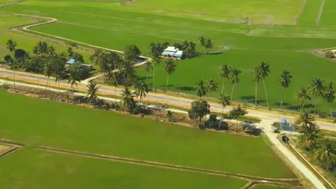 Paddy field_005 Stock Footage 171970413