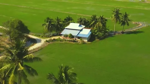 Paddy field_006 Stock Footage 171970424