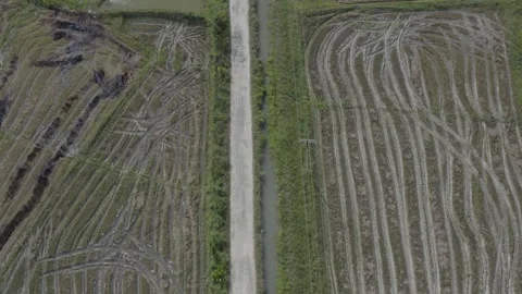 Paddy fields aerial drone shot Stock Footage 247397429