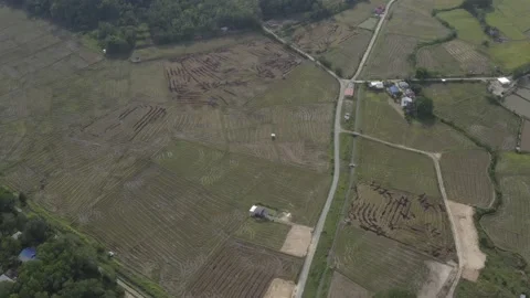 Paddy Fields aerial view drone shot Stock Footage 247400008