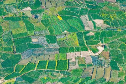 Paddy fields aerial view Stock Photos