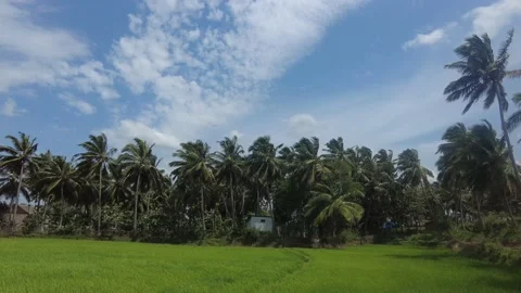 Paddy fields and coconut palm trees, rural Tami Nadu, India Stock Footage 202618677