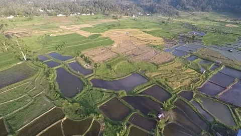 Paddy Fields and Fish Ponds 스톡 동영상 80105106